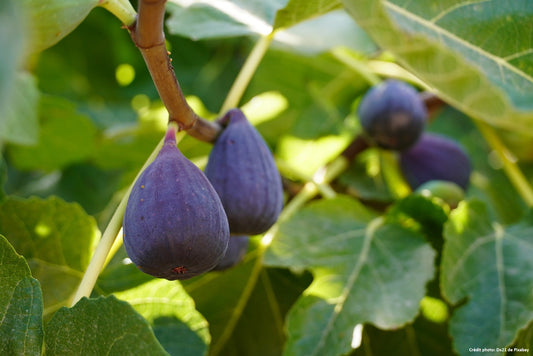 Figuier "Brown turkey" (Ficus carica)