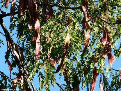 Févier d'amérique sans épines (Gleditsia triacanthos inermis)