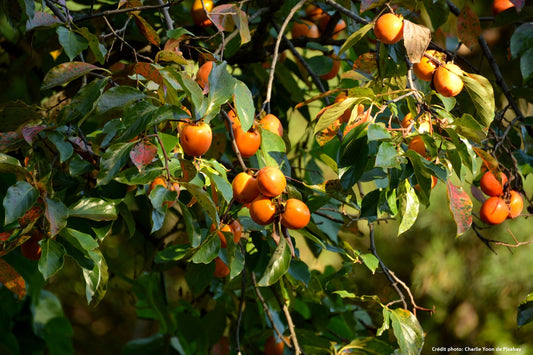 Kaki "Rojo Brillante" (Diospyros lotus)