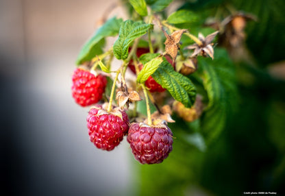 Framboisier nain (Rubus ideaus)