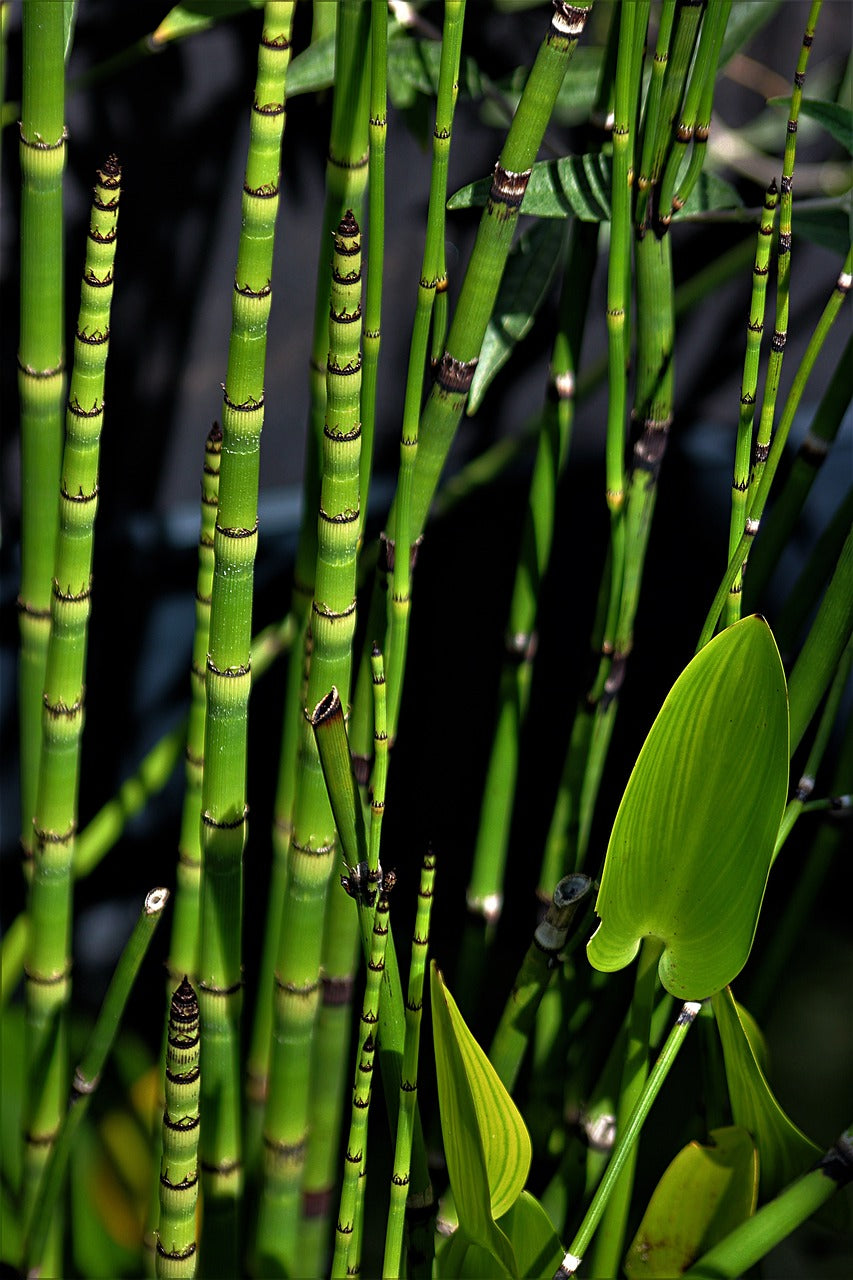 Prêles des tourneurs (Equisetum hyemale)