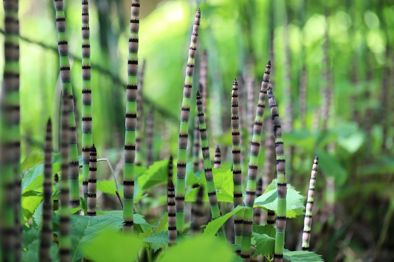 Prêles des tourneurs (Equisetum hyemale)