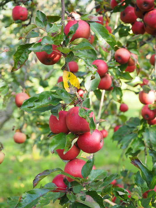 Pommier "Rajka"