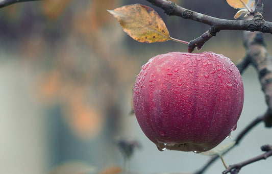 Pommier "Rambour rouge d'automne"