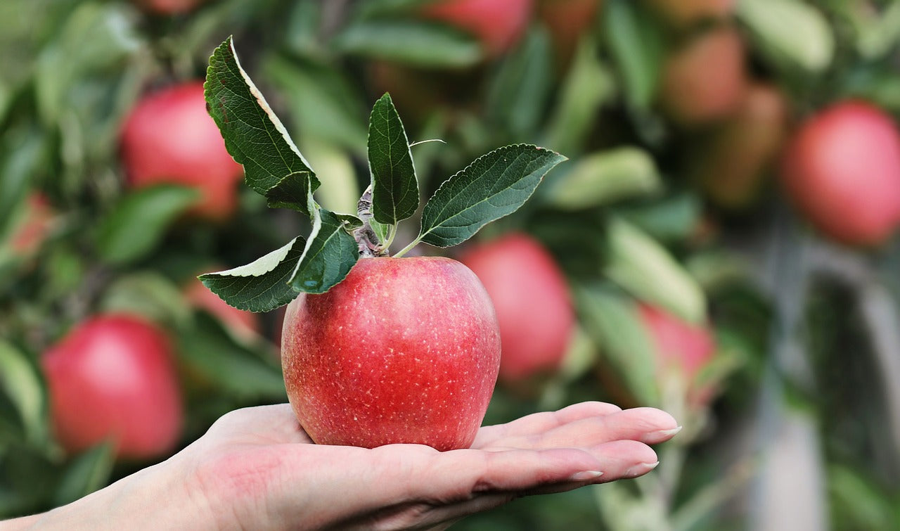 Pommier "Red delicious"