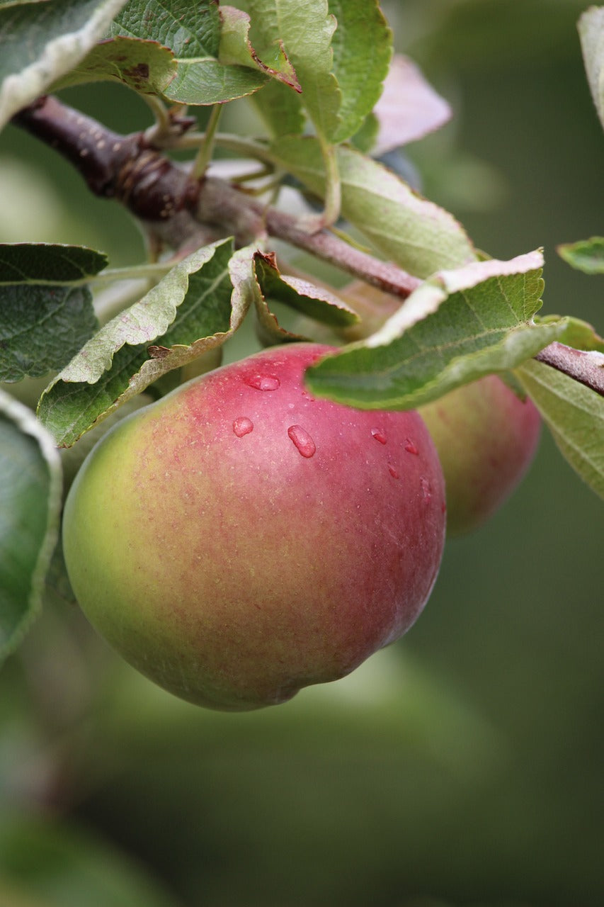 Pommier "Reinette de mai"