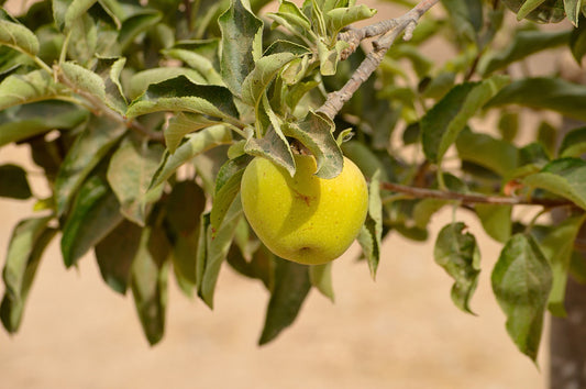 Pommier "Reinette Franche"