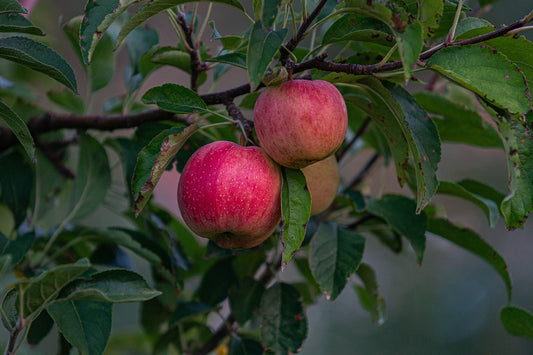 Pommier "Boskoop rouge"