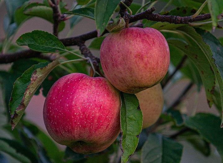 Pommier "Boskoop rouge" // "Rouge de Boskoop"