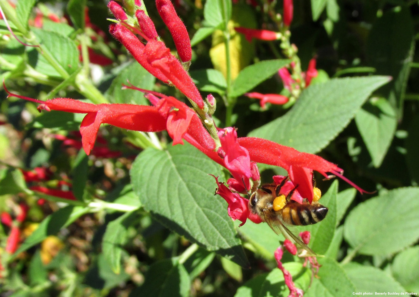 Sauge "Ananas" (Salvia elegans)