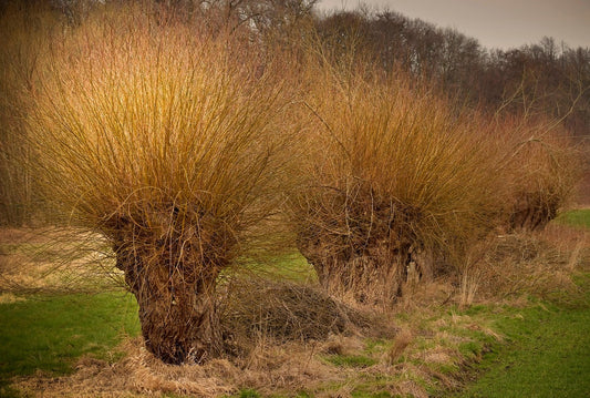 Saule des vanniers (Salix vinimalis)