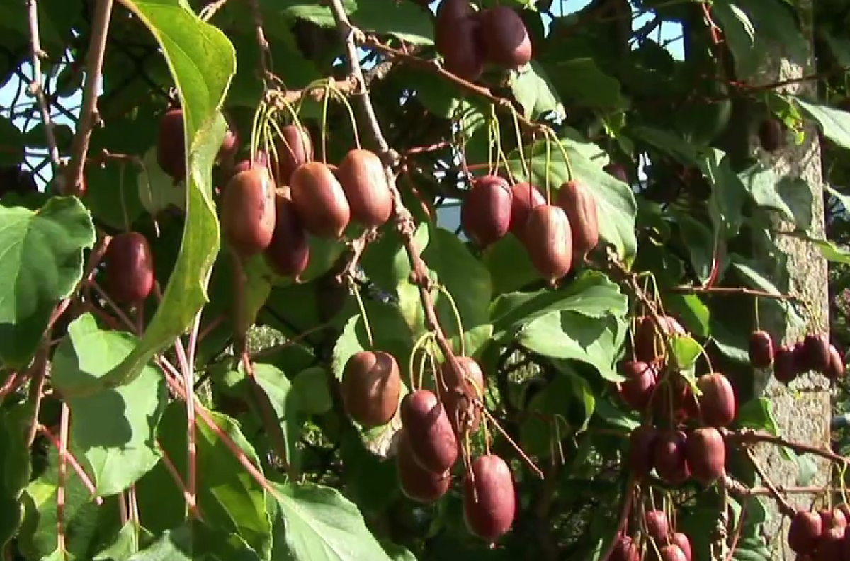 Kiwaï 'Scarlet september' femelle // Kiwi de Sibérie (Actinidia arguta)