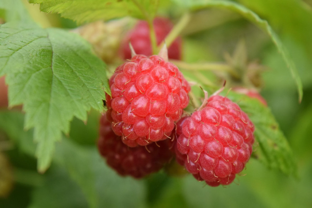 Framboisier "Scepter" (Rubus ideaus)