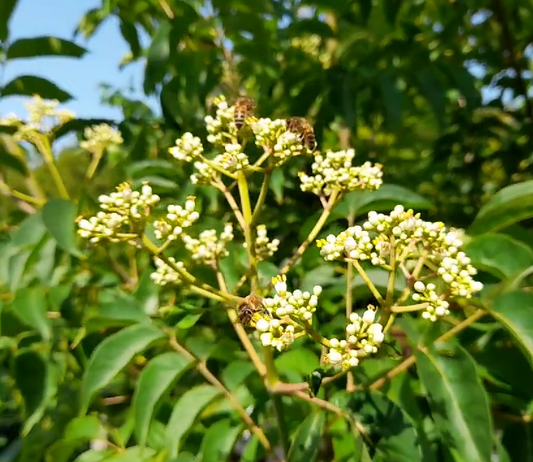 Arbre à miel (Tetradium daniellii)