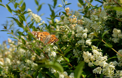 Troène commun (Ligustrum vulgare)