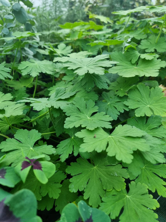 Geranium macrorrhizum ‘Bevan’s Variety’ (Geranium macrorrhizum) à très grosses feuilles