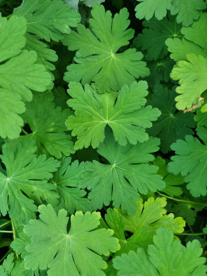 Geranium macrorrhizum ‘Bevan’s Variety’ (Geranium macrorrhizum) à très grosses feuilles