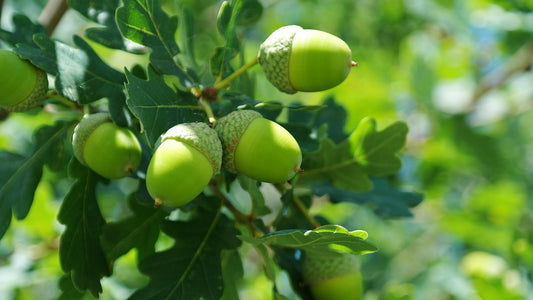 Chêne pédonculé (Quercus robur)