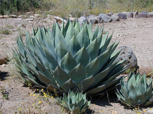 Agave de montagne (agave montana)