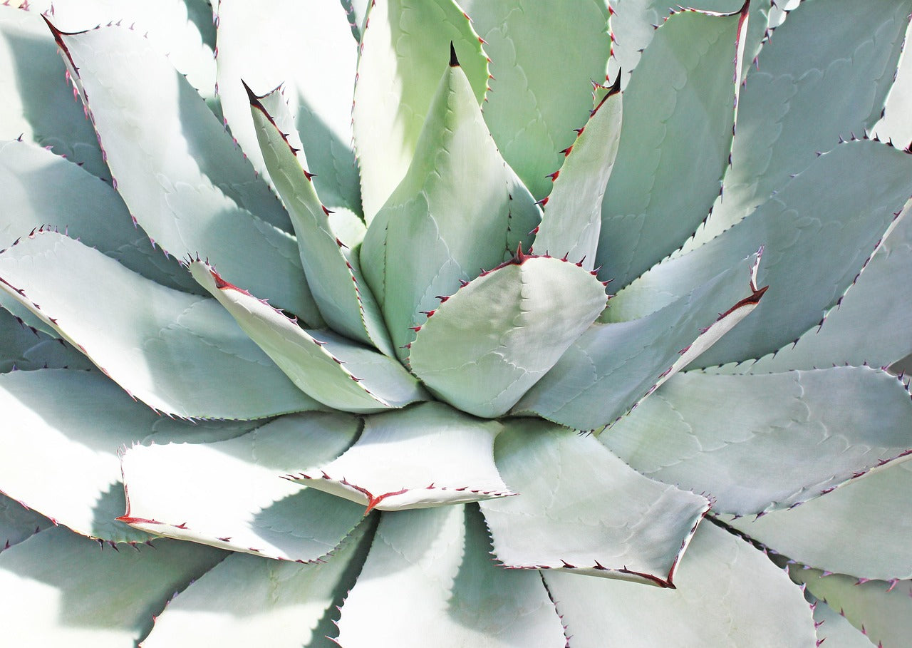 Agave de montagne (agave montana)