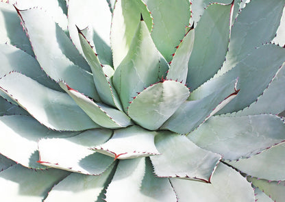 Agave de montagne (agave montana)
