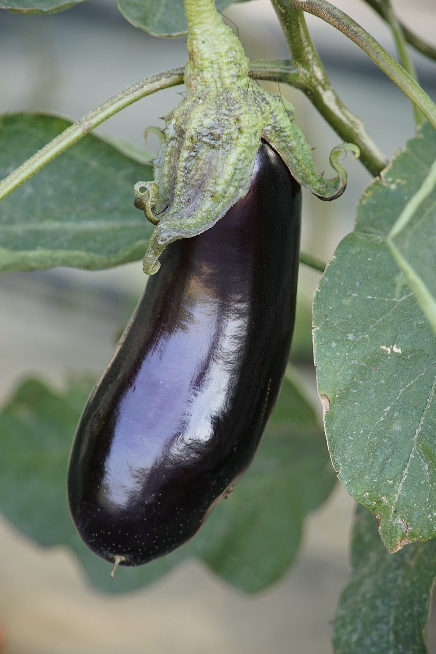 Aubergine "barbentane"