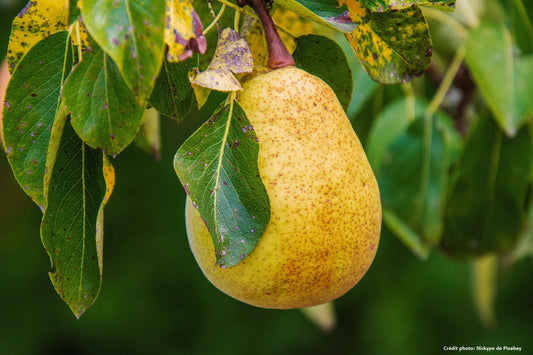 Poire gourmande