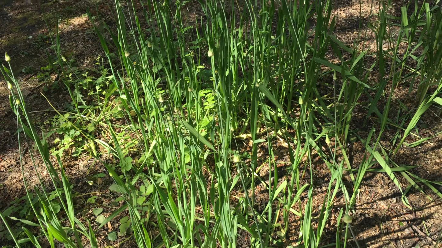 Ail perpetuel/ Rocambole (Allium scorodoprasum)