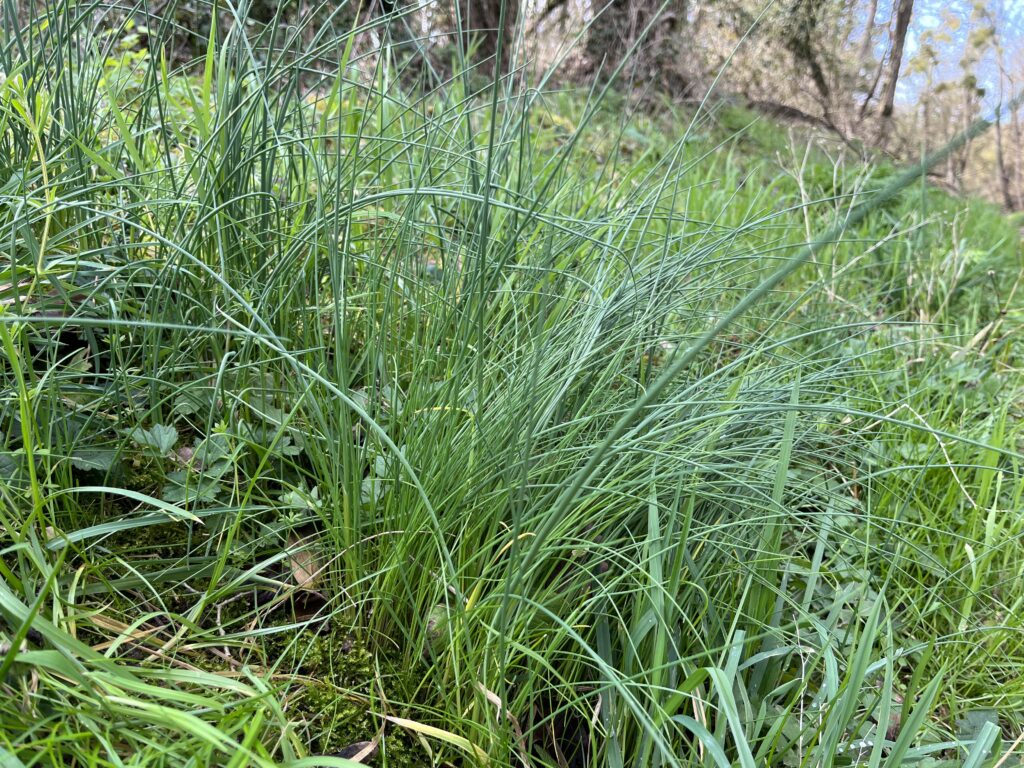 Ail des vignes// Ail sauvage (Allium vineale)