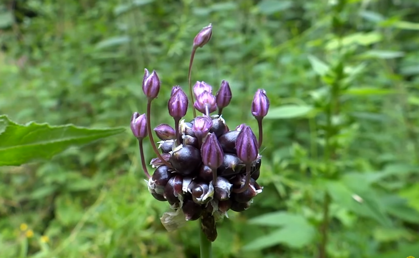 Ail perpetuel/ Rocambole (Allium scorodoprasum)