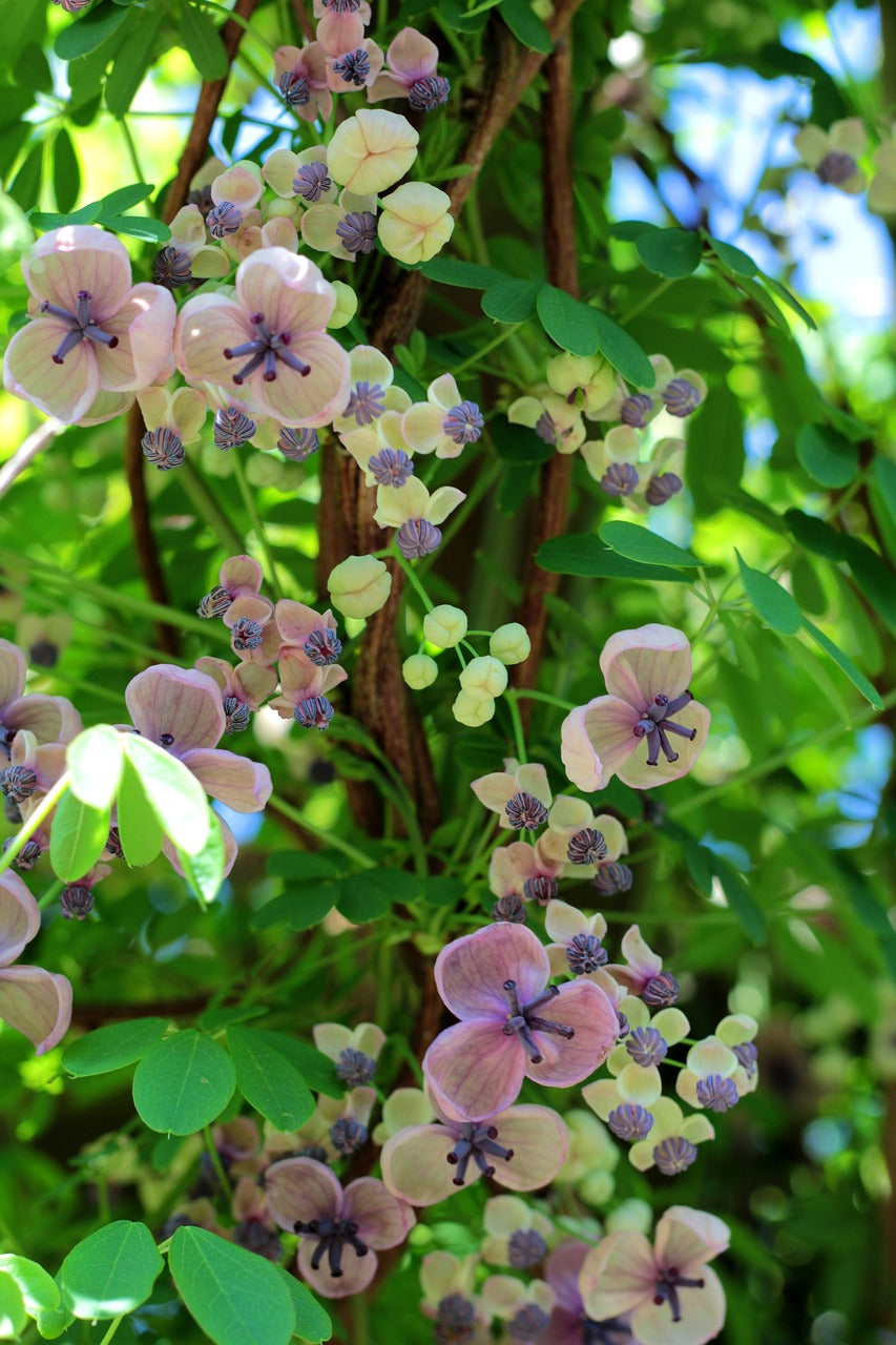 Vigne chocolat "Cream form" (Akebia quinata)