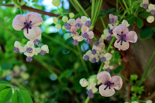 Vigne chocolat "shirobana" (Akebia quinata)