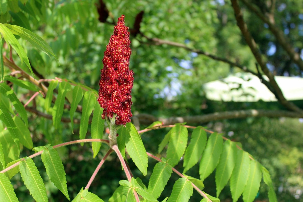 Sumac de Virginie // Vinaigrier (Rhus typhina)