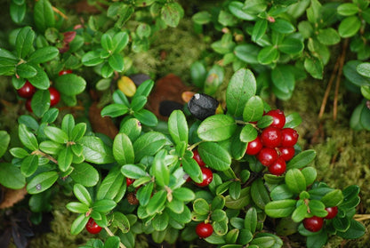 Airelle (Vaccinium vitis-idaea)