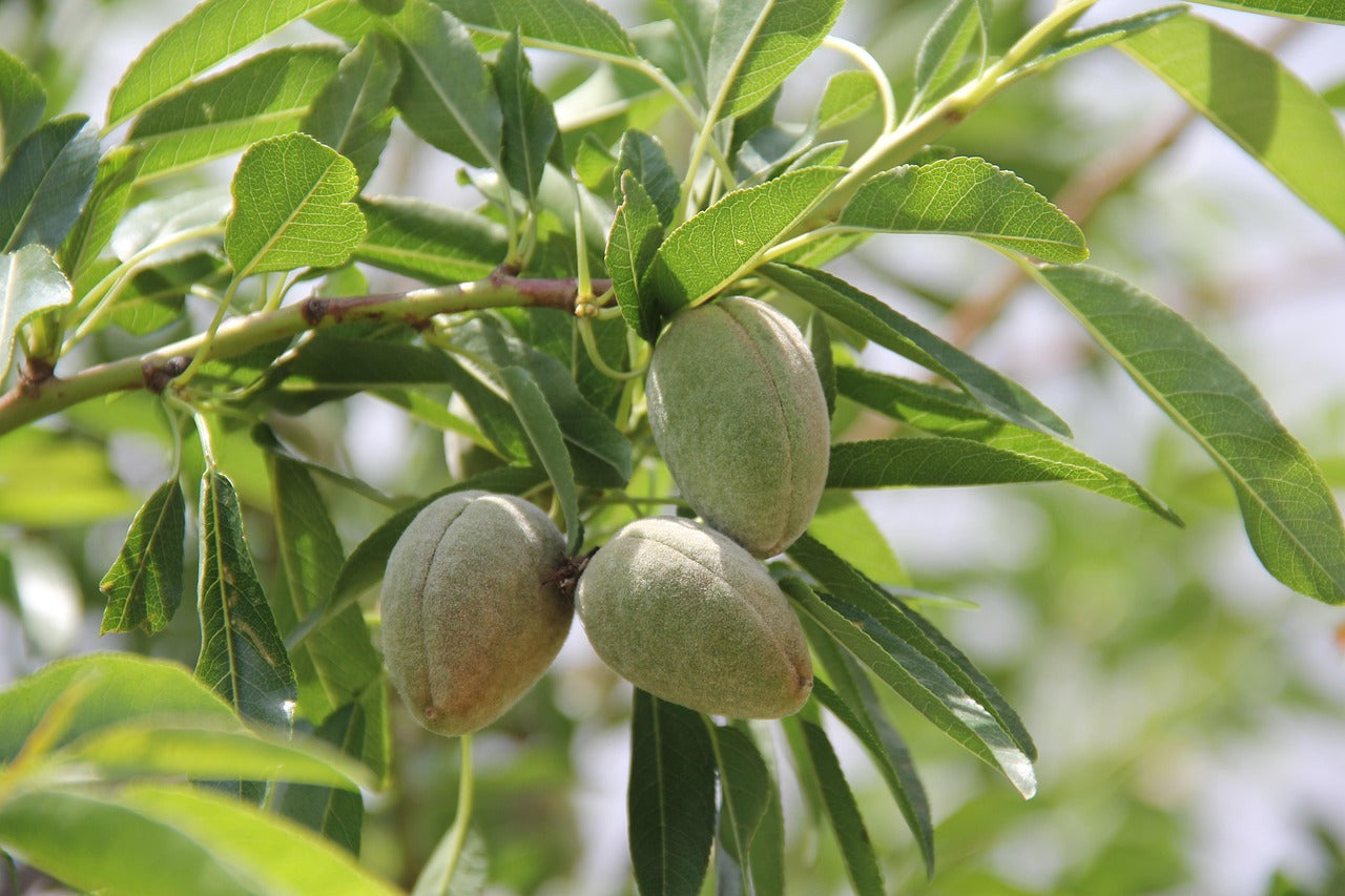Amandier "Flour en bas" résistant au froid