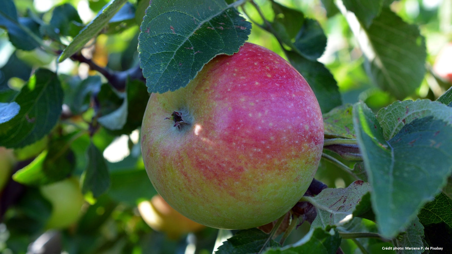 Pommier "Belle de Boskoop"