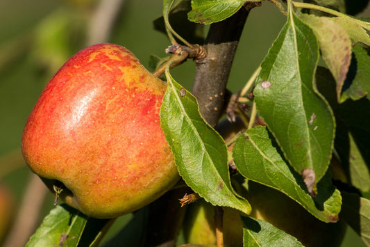 Pommier "Reinette orange de la haute vienne"