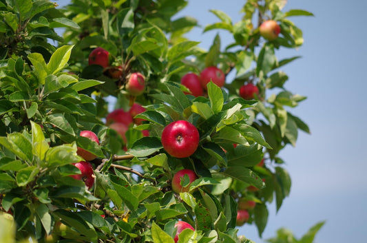 Pommier "Calvin" (Indre)