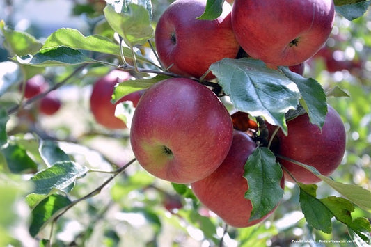 Pommier "Melrose"