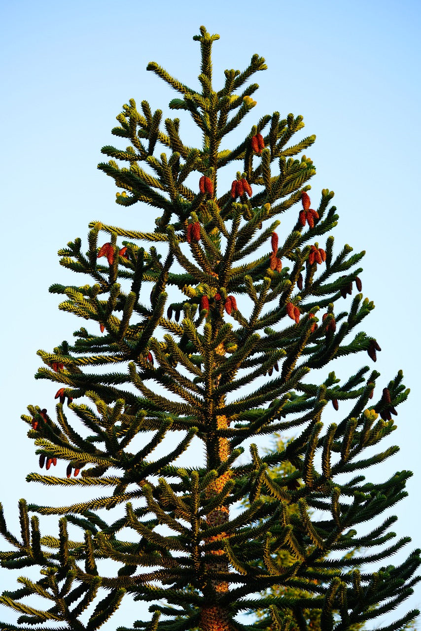 Araucaria // "désespoir du singe" (Araucaria araucana)