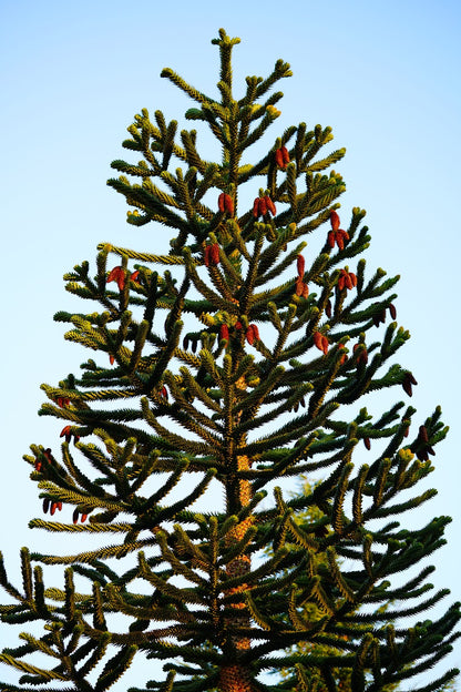 Araucaria // "désespoir du singe" (Araucaria araucana)