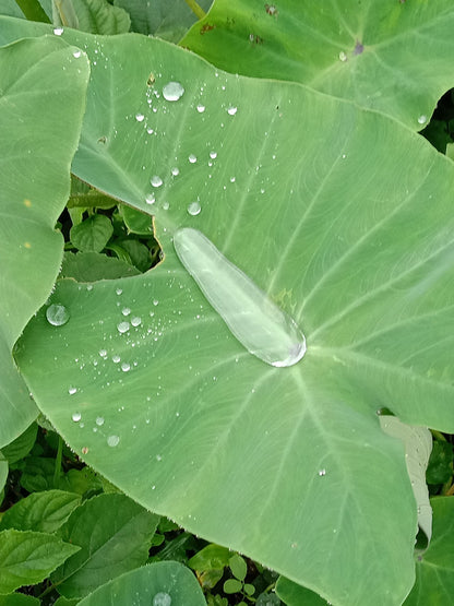 Taro // Oreille d'elephant 'pink china' (Colocasia esculenta)