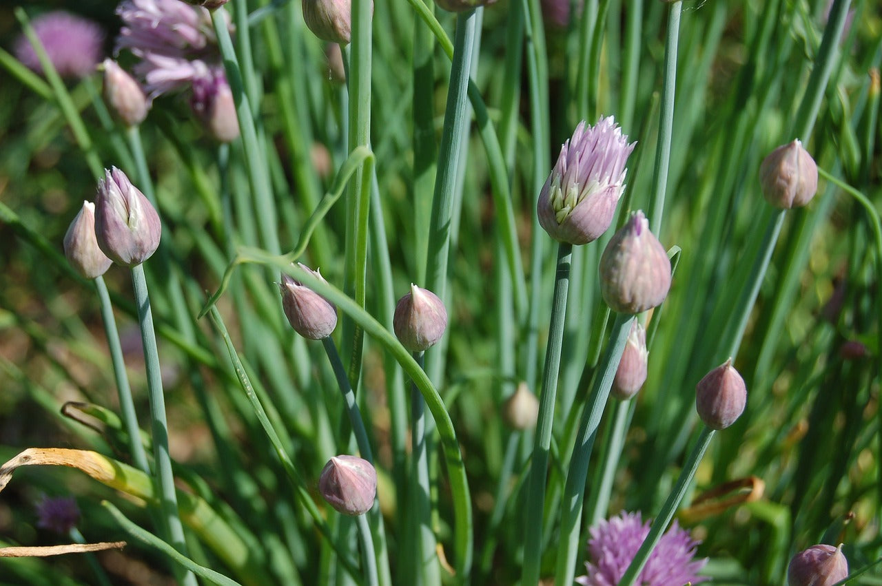 ciboulette (Allium schoenoprasum)