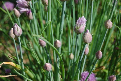 ciboulette (Allium schoenoprasum)