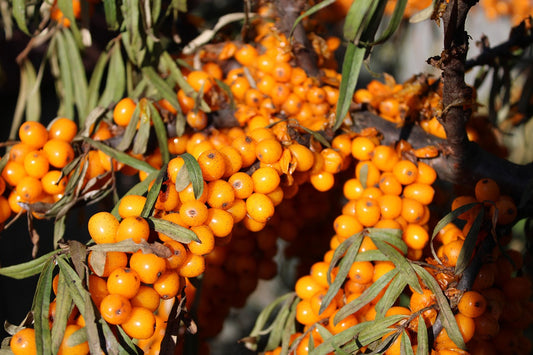 Argousier femelle 'Askola' (Hippophae rhamnoides)
