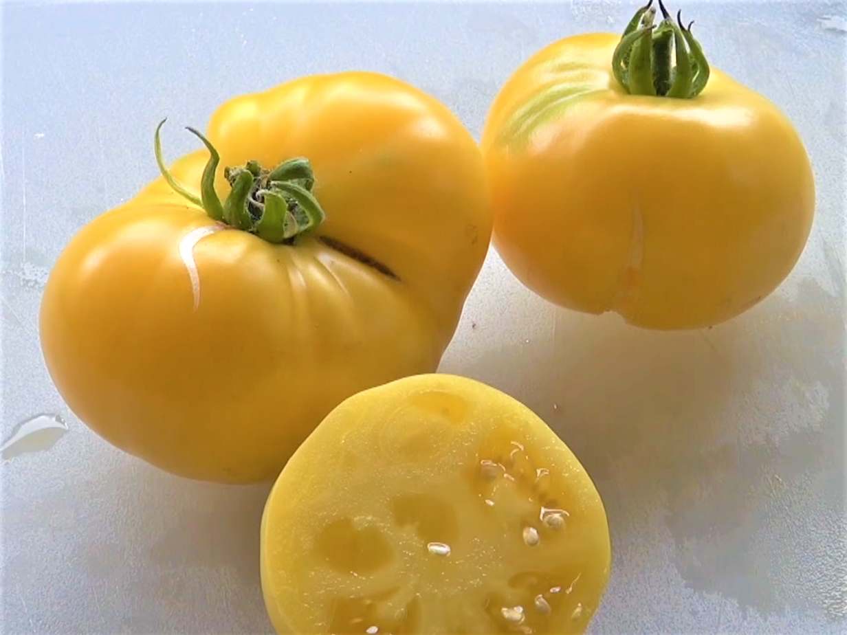 Tomate "Taxi Yellow"