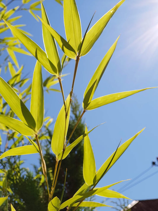 Bambou non envahissant "Rufa" (fargesia robusta)