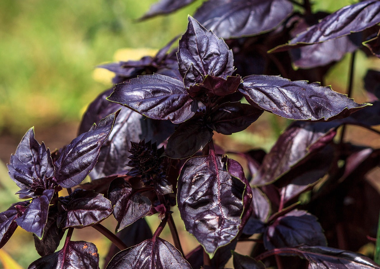 Basilic pourpre