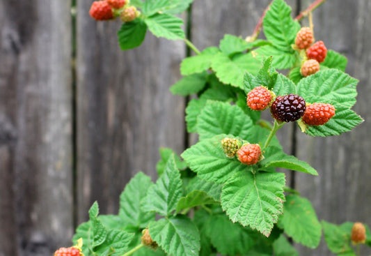 Mûre-Framboise (Mûroise) "Buckingham"