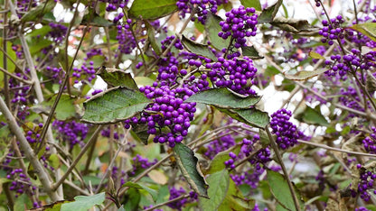 Arbuste aux bonbons "profusion" – Callicarpe de Bodinier (Callicarpa bodinieri)